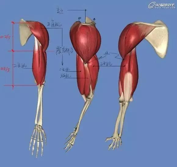 资讯 返回  手臂上附着着的大肌肉有三角肌,肱二头,肱三头和前臂肌群.