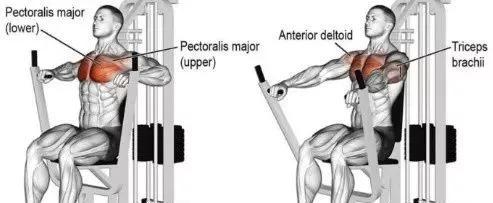 动作25:坐姿器械推胸